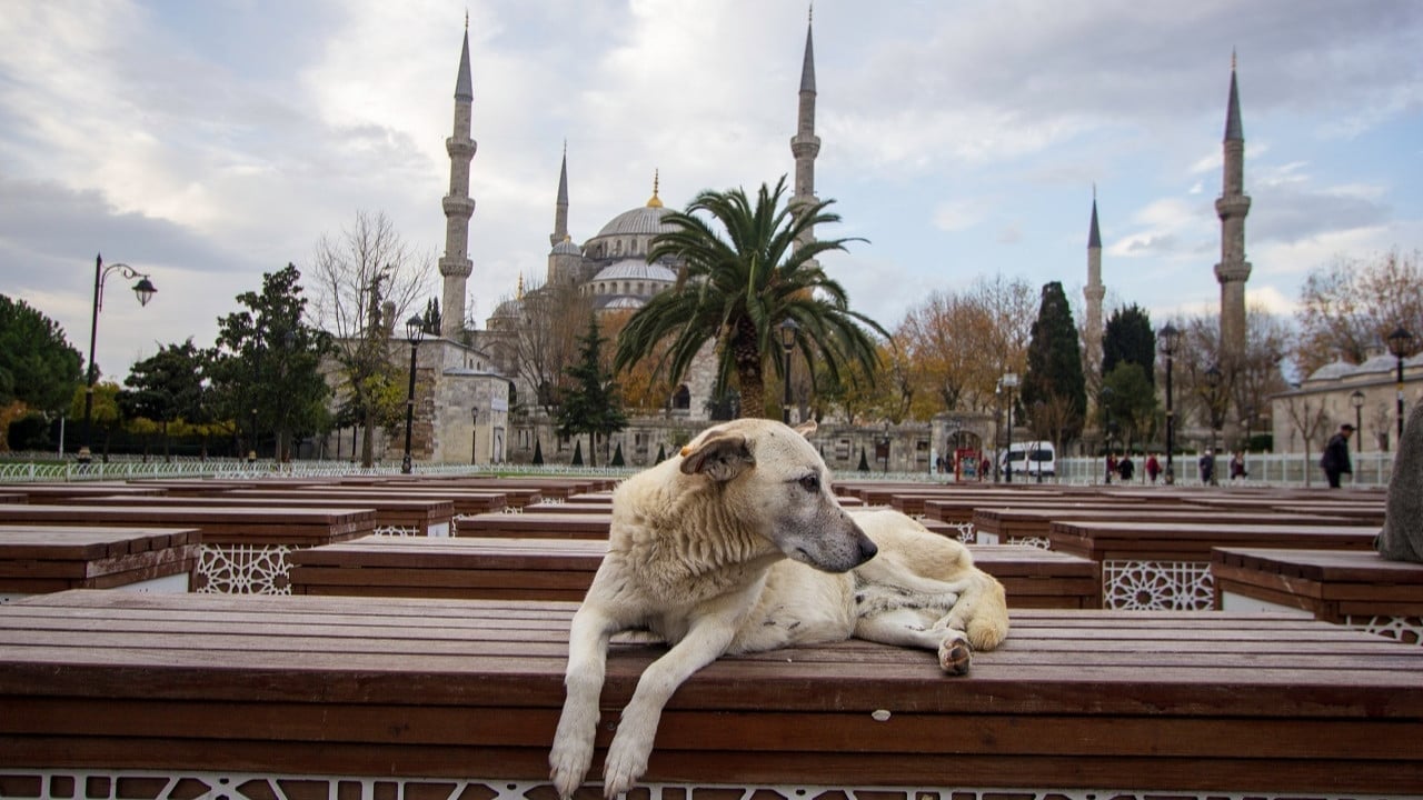 Foto - İstanbul için valilikten "köpek" kararı! Artık yasak