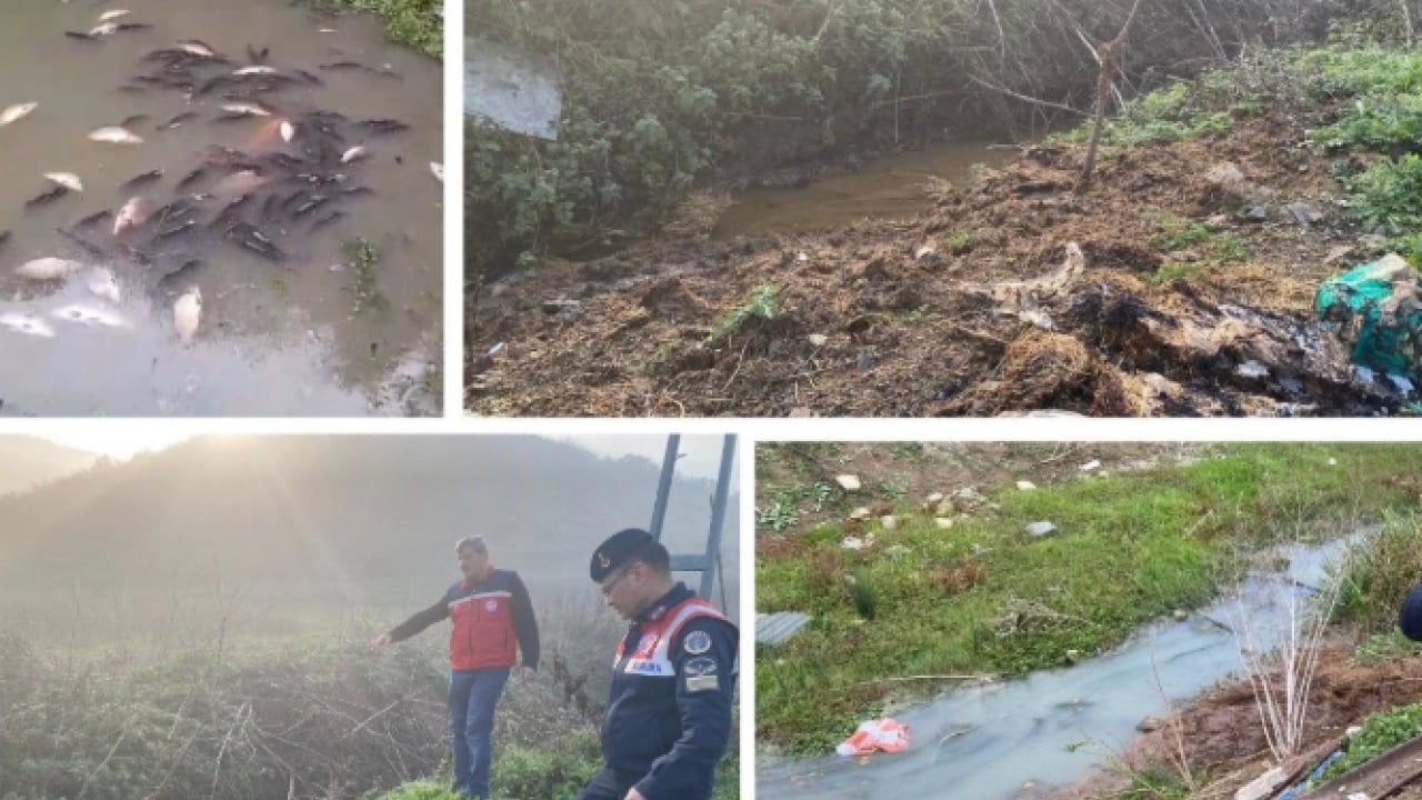 Foto - İstanbul sahillerinde korkutan manzara! Birer birer kıyıya vurdular