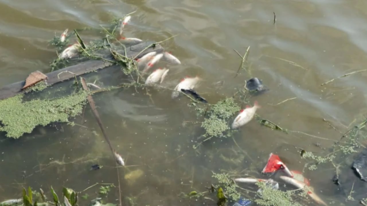 Foto - İstanbul sahillerinde korkutan manzara! Birer birer kıyıya vurdular