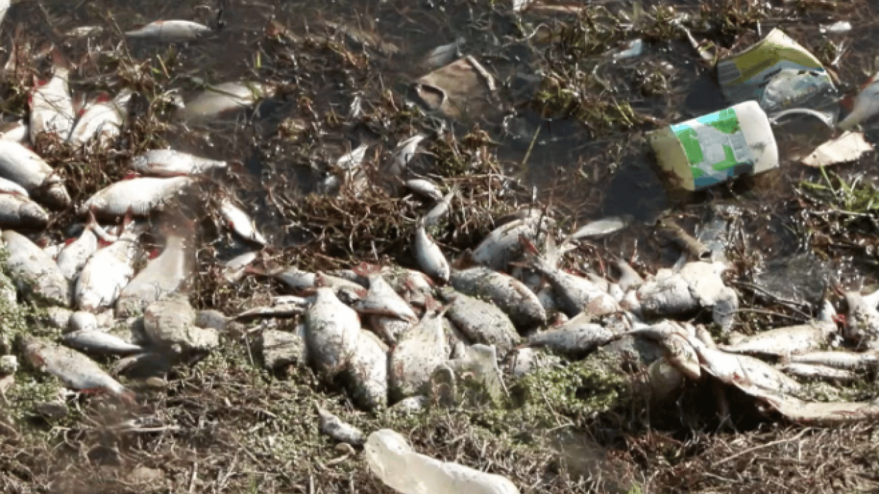 Foto - İstanbul sahillerinde korkutan manzara! Birer birer kıyıya vurdular
