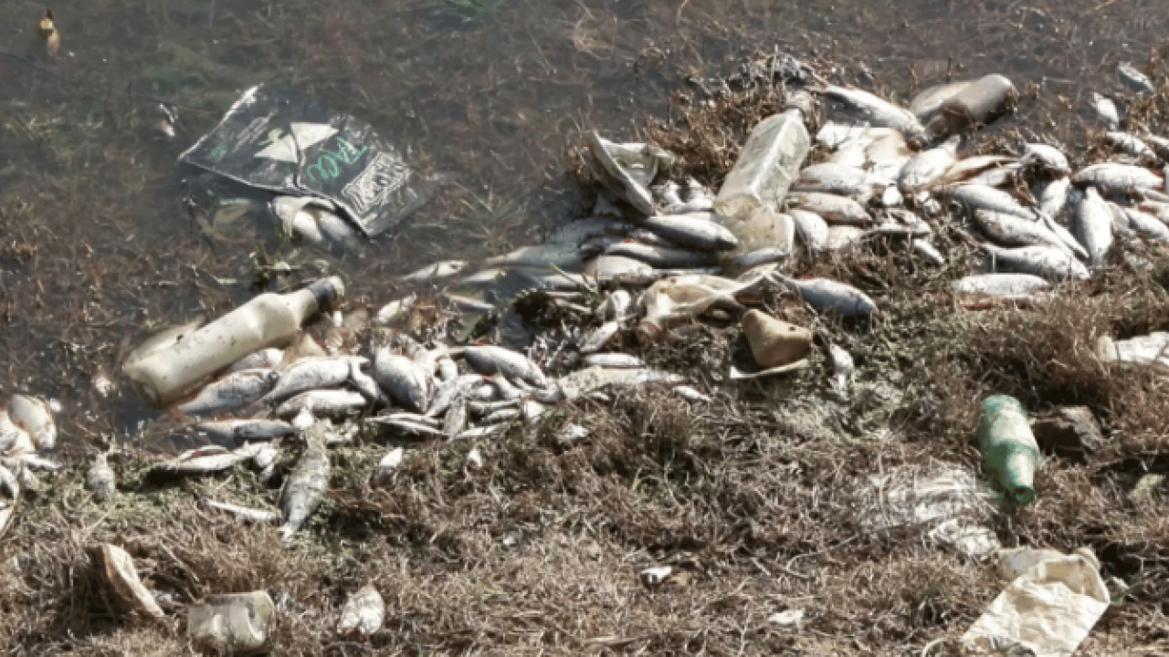 Foto - İstanbul sahillerinde korkutan manzara! Birer birer kıyıya vurdular