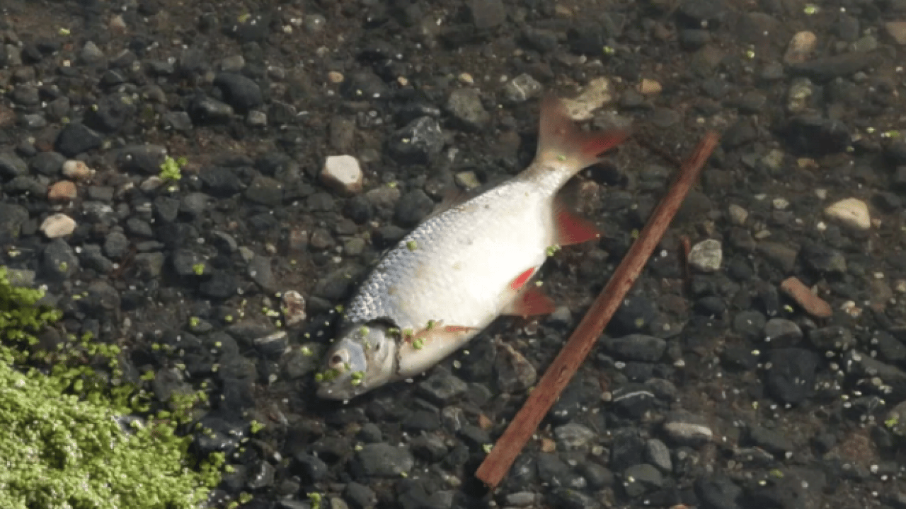 İstanbul sahillerinde korkutan manzara! Birer birer kıyıya vurdular