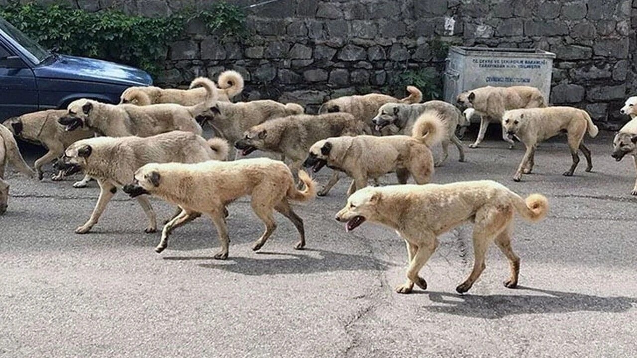 Foto - İstanbul Valiliği'nden flaş 'sokak köpeği' kararı!