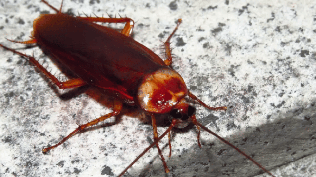 Meğer ona geliyormuş: İşte hamam böceklerini evden uzak tutmanın yolu!