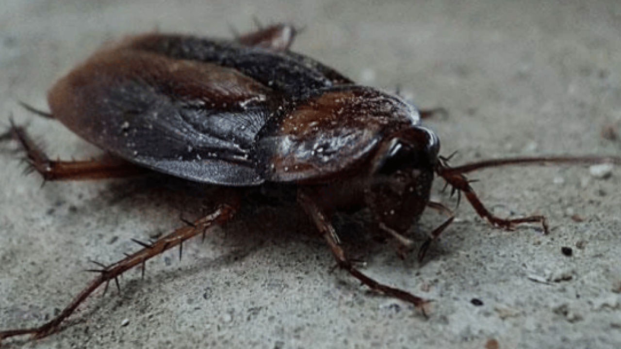 Foto - Meğer ona geliyormuş: İşte hamam böceklerini evden uzak tutmanın yolu!