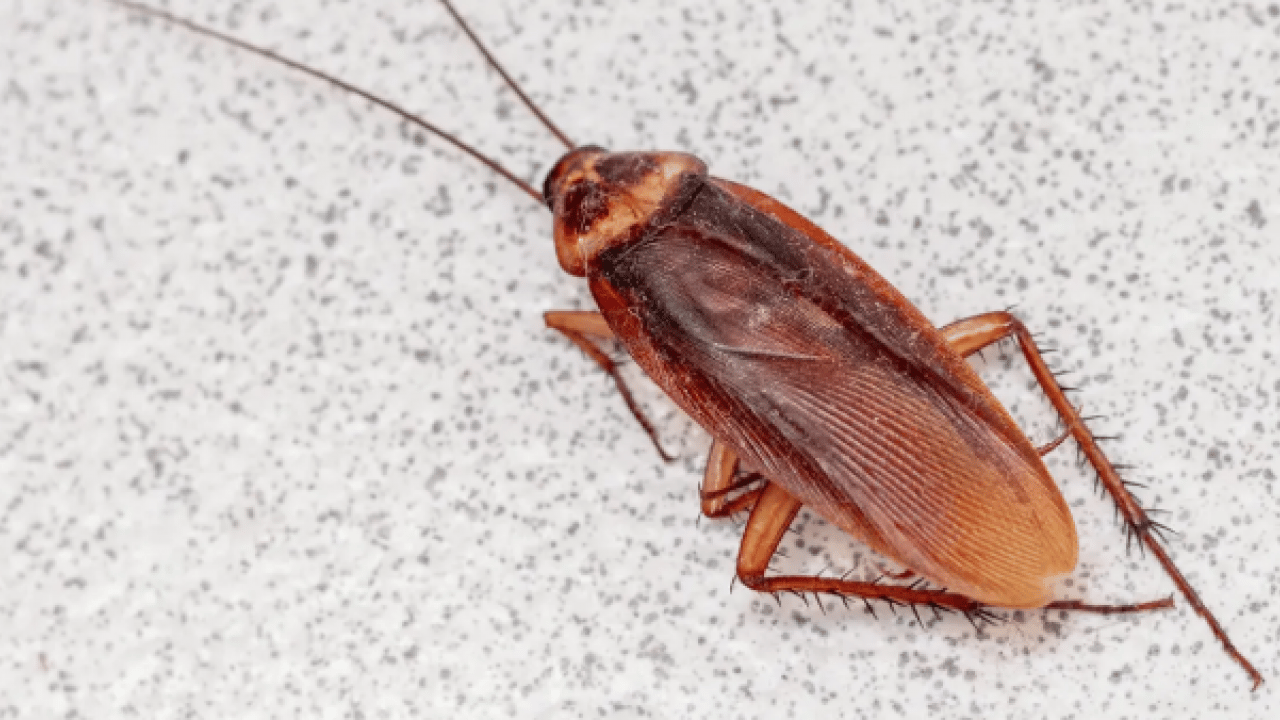 Foto - Meğer ona geliyormuş: İşte hamam böceklerini evden uzak tutmanın yolu!