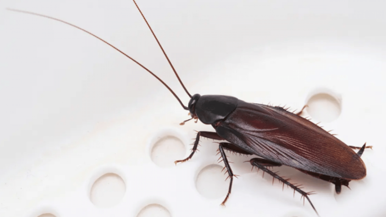 Foto - Meğer ona geliyormuş: İşte hamam böceklerini evden uzak tutmanın yolu!