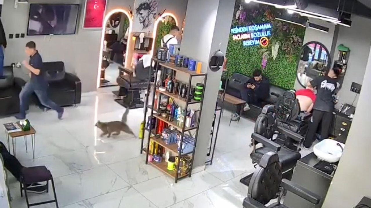 İstanbul'da bir kedi kuaför basıp müşterileri kovaladı