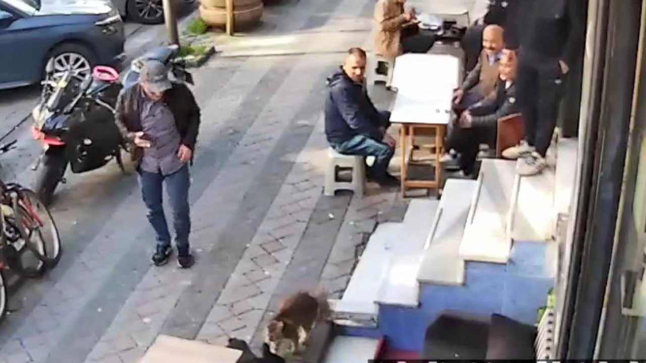 Foto - İstanbul'da bir kedi kuaför basıp müşterileri kovaladı