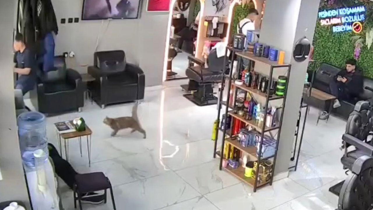 Foto - İstanbul'da bir kedi kuaför basıp müşterileri kovaladı