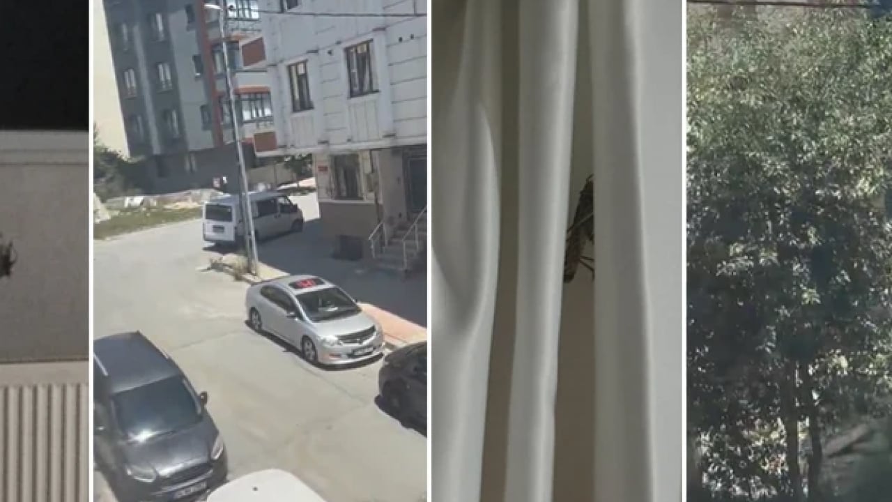 Foto - İstanbul'da çekirge istilası! Görenler gözlerine inanamadı
