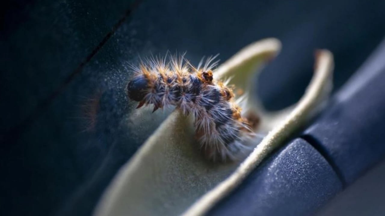 Foto - İstanbul’da kâbus başladı! Dokunanın dili çürüyor, sakın yaklaşmayın
