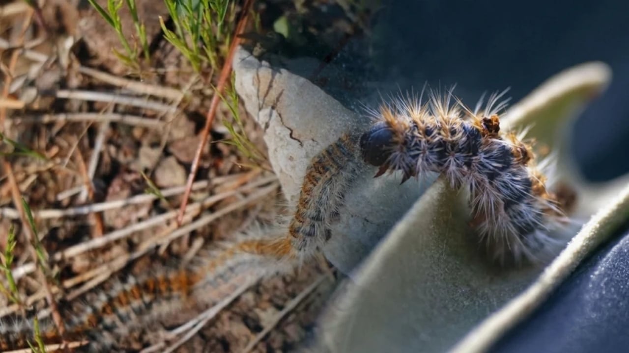 Foto - İstanbul’da kâbus başladı! Dokunanın dili çürüyor, sakın yaklaşmayın