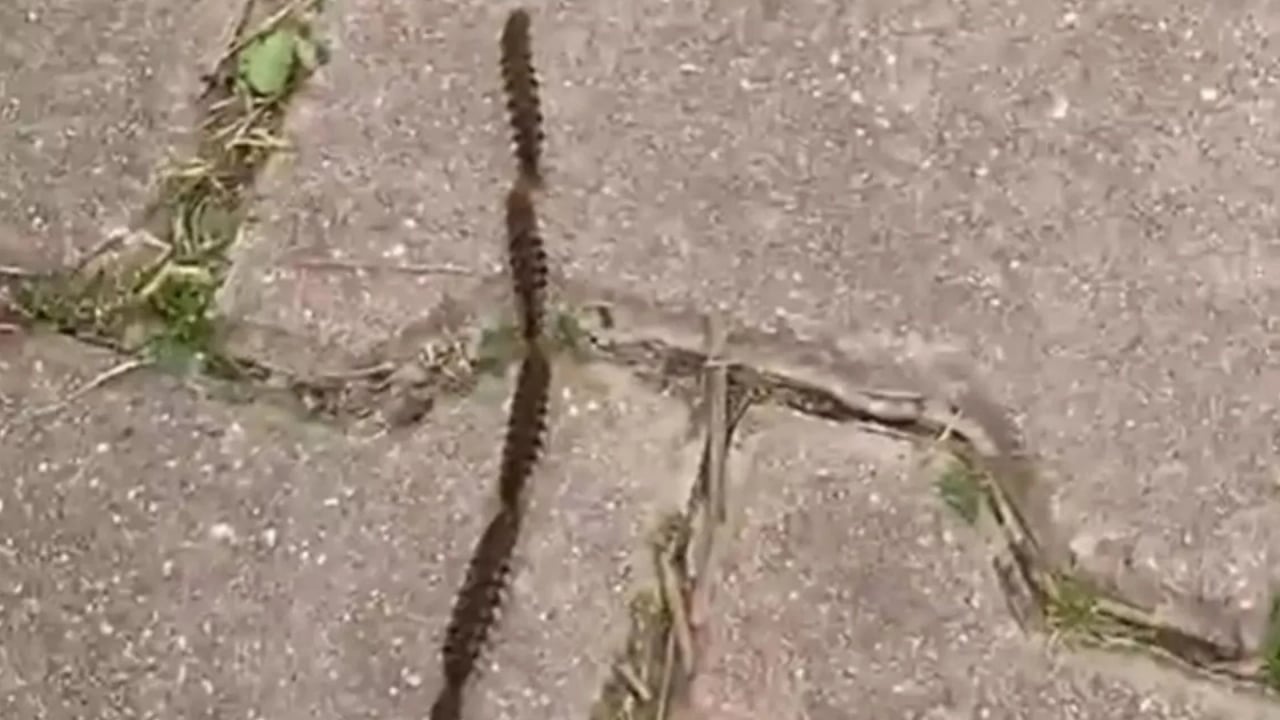 Foto - İstanbul’da kâbus başladı! Dokunanın dili çürüyor, sakın yaklaşmayın