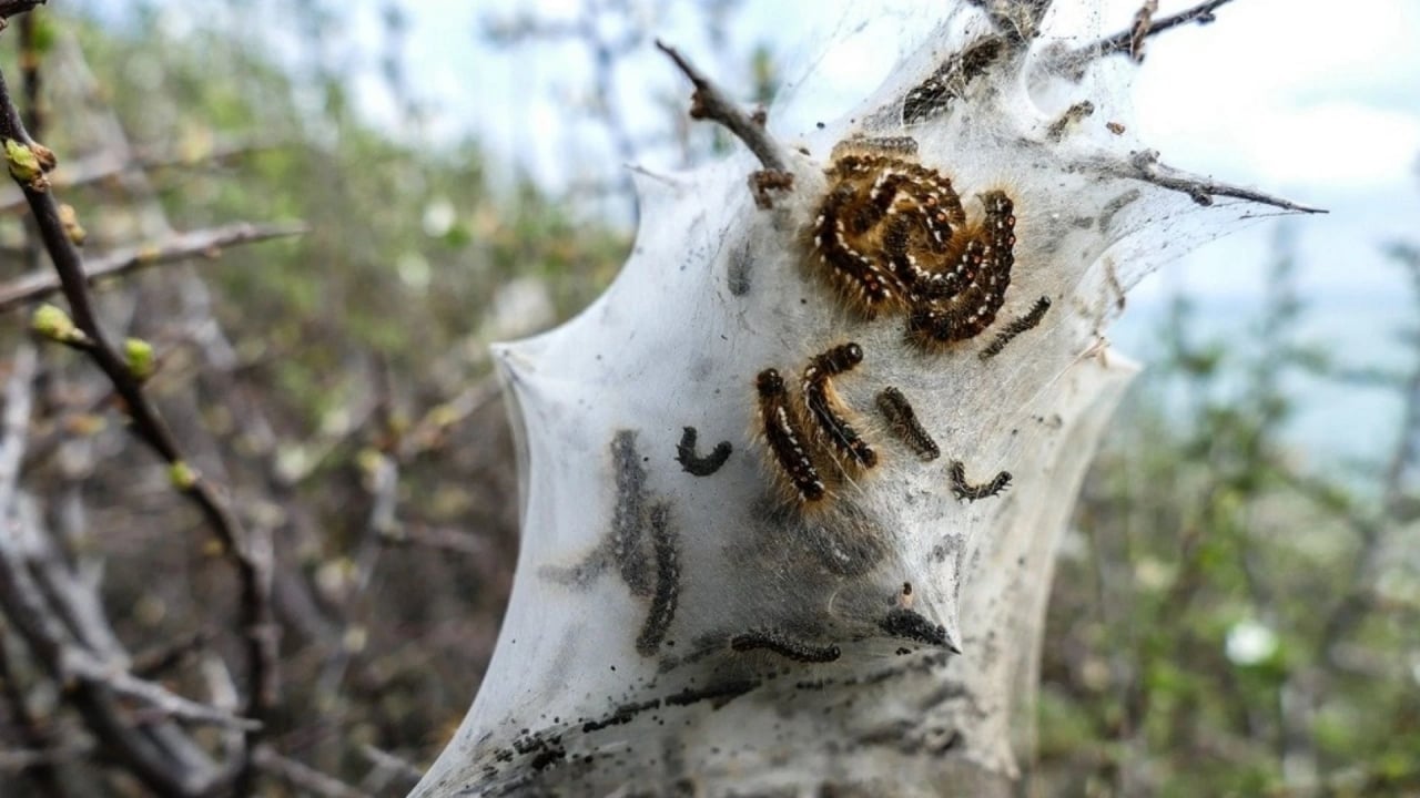 Foto - İstanbul’da kâbus başladı! Dokunanın dili çürüyor, sakın yaklaşmayın
