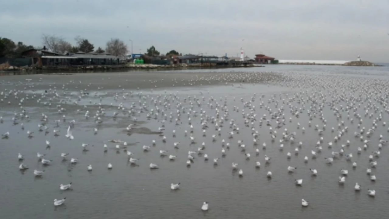 İstanbul’da korkutan manzara! Deniz metrelerce geri çekildi