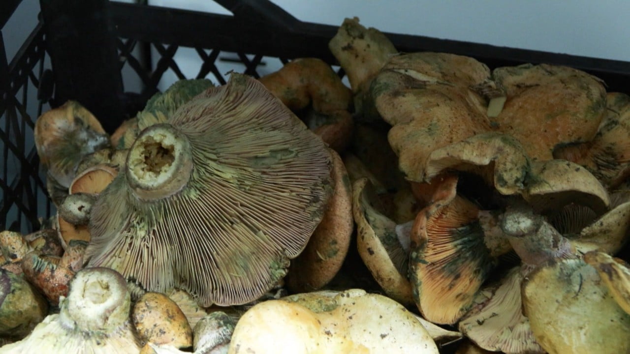 Foto - İstanbul’da korkutan zehirlenme dalgası: Bir ayda 60 kişi hastanelik oldu