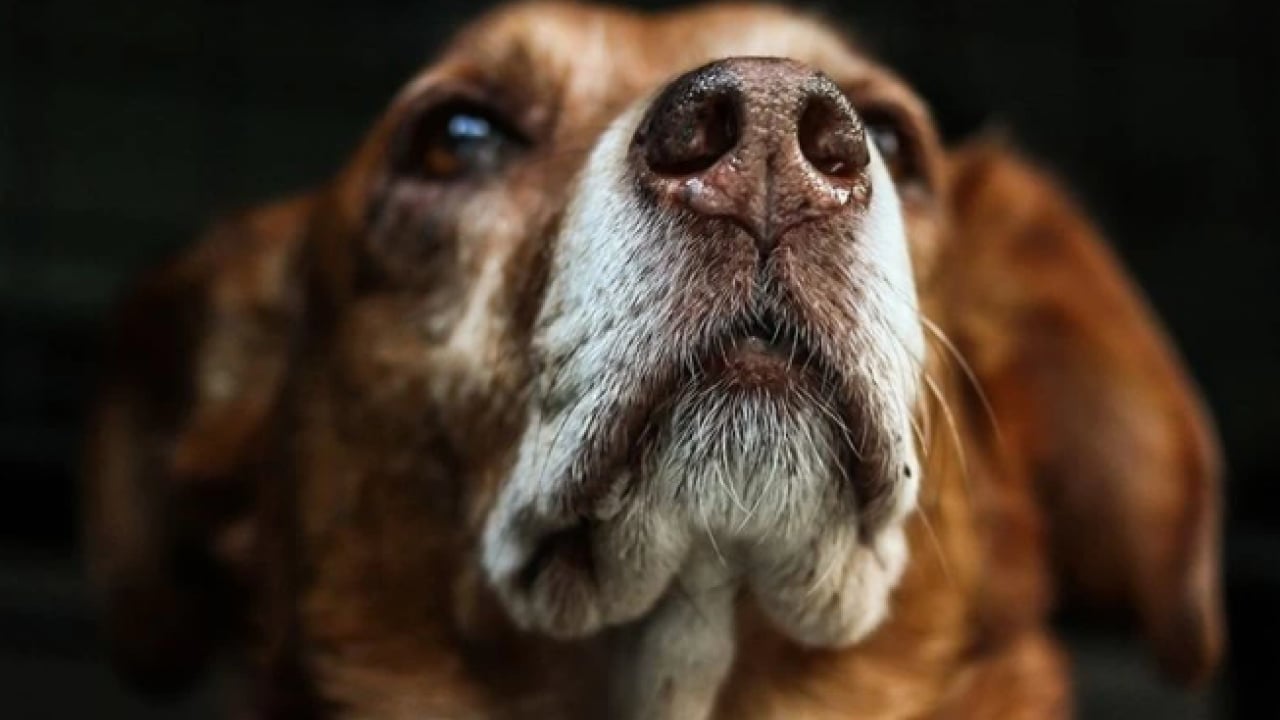 Foto - İstanbul’da kuduz alarmı! En fazla vakanın görüldüğü ilçeler belli oldu