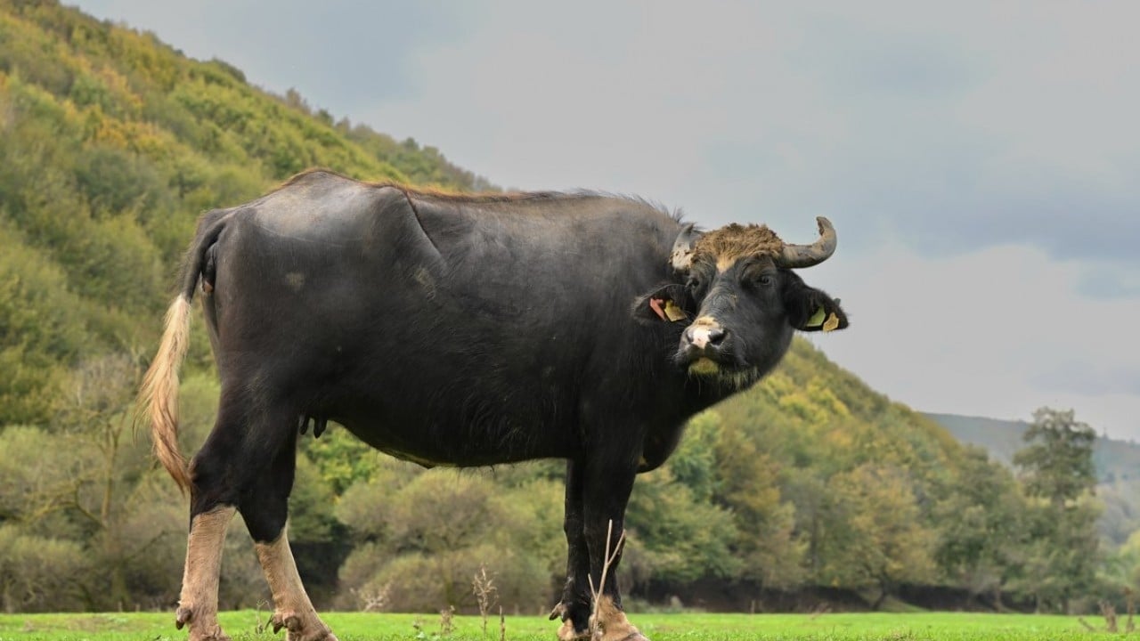 Foto - İstanbul'da organik yaşam! Stresten uzak köy hayatı yaşıyorlar