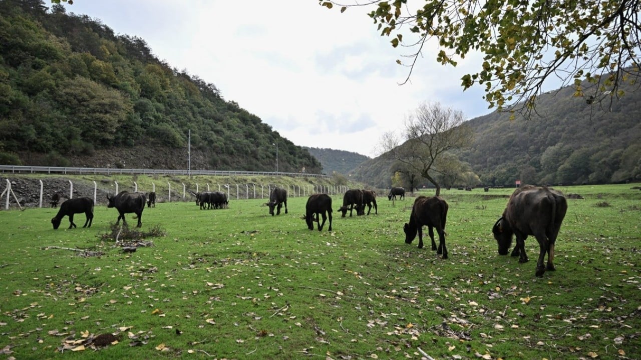 Foto - İstanbul'da organik yaşam! Stresten uzak köy hayatı yaşıyorlar
