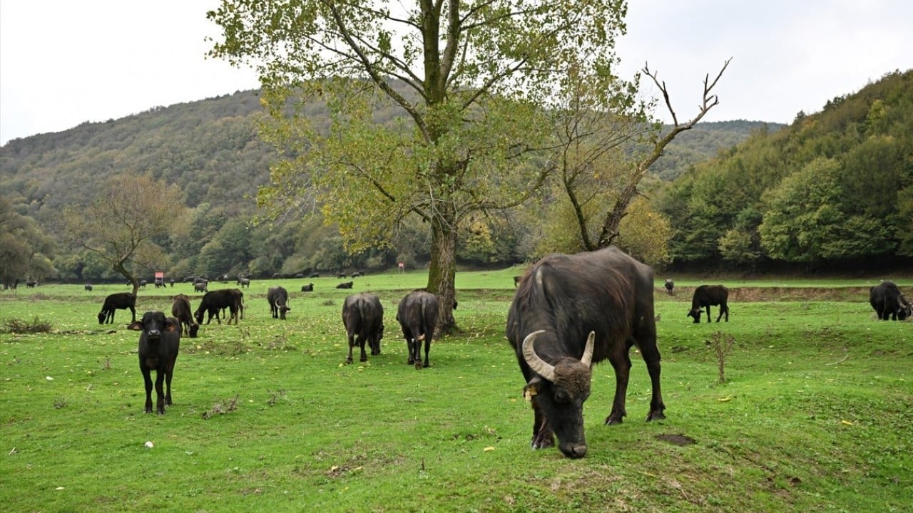 Foto - İstanbul'da organik yaşam! Stresten uzak köy hayatı yaşıyorlar