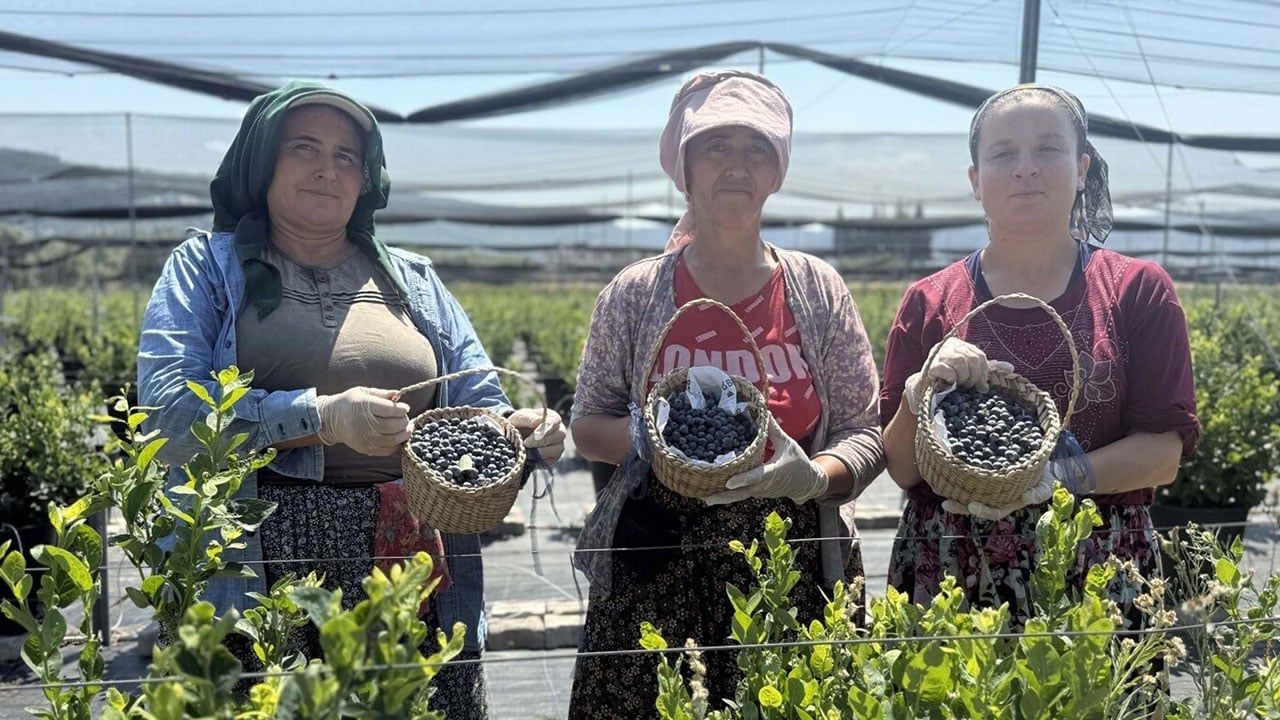 Foto - İstanbul’u bırakıp Bodrum’da üretime başladı! 16 bin saksıdan dünyaya açılan yolculuk