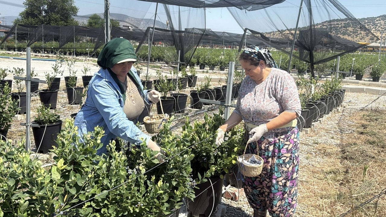 Foto - İstanbul’u bırakıp Bodrum’da üretime başladı! 16 bin saksıdan dünyaya açılan yolculuk