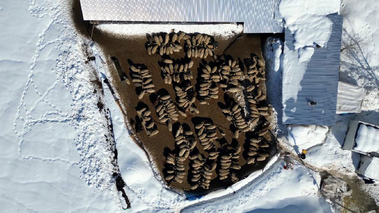 İstanbul’u bırakıp köyüne döndü! 100 koyunla başladı, 680’e ulaştı