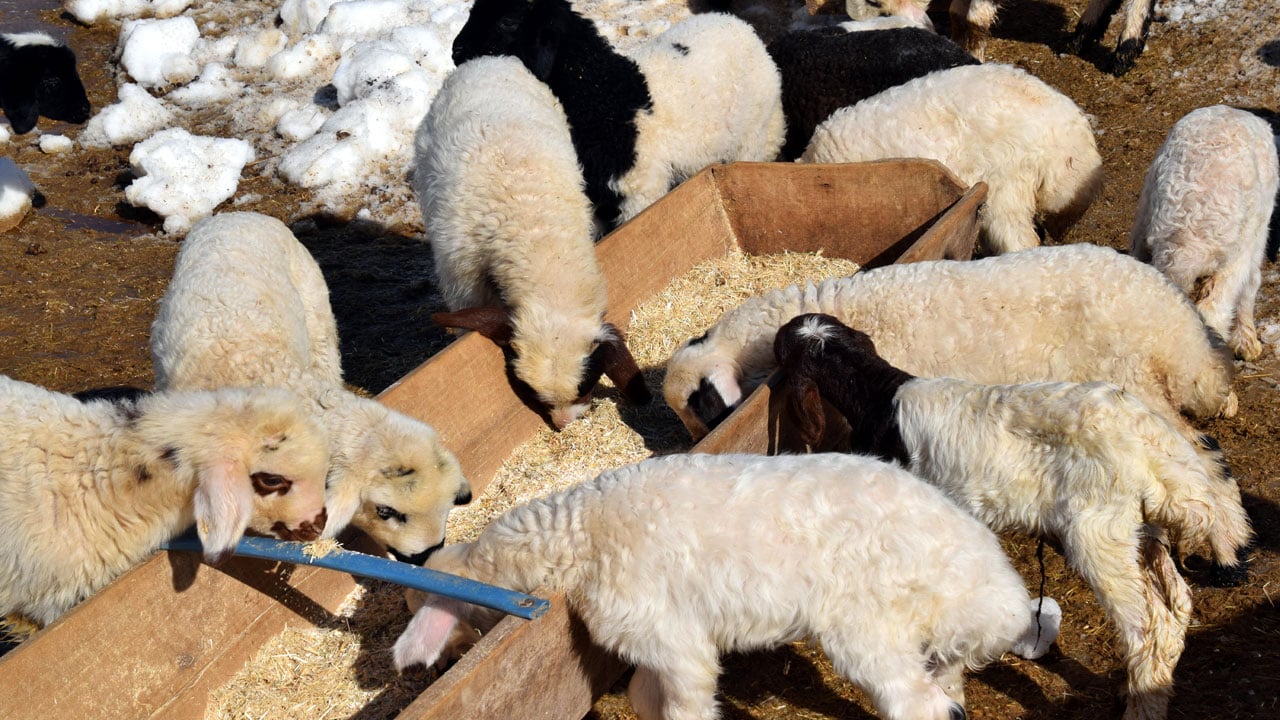 Foto - İstanbul’u bırakıp köyüne döndü! 100 koyunla başladı, 680’e ulaştı