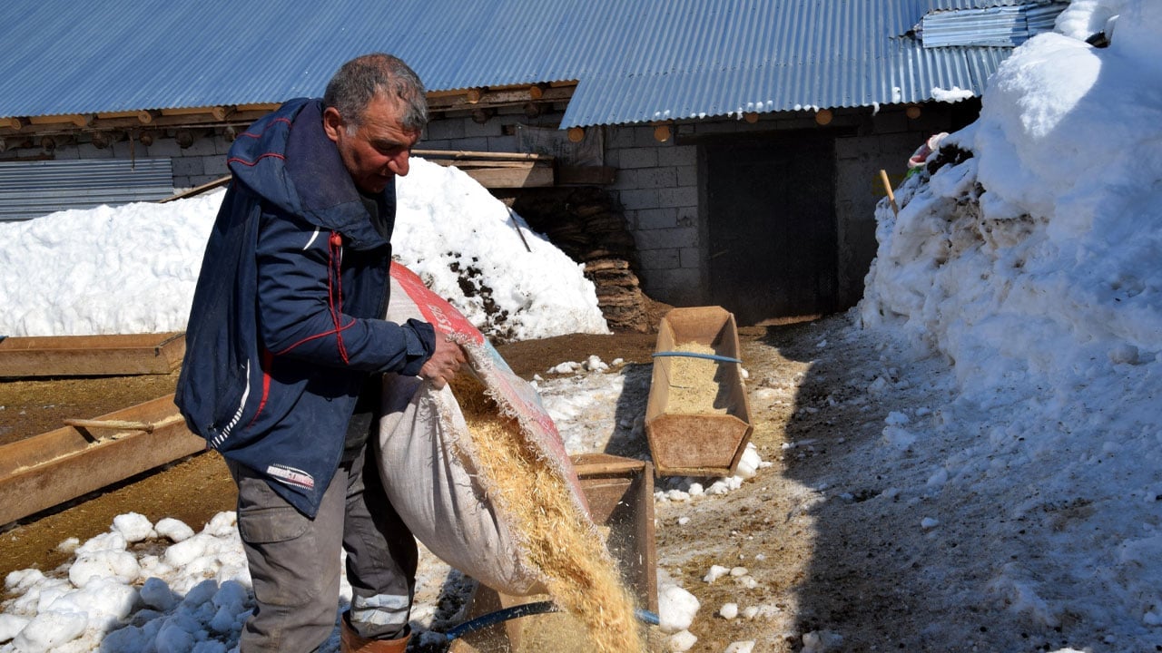 Foto - İstanbul’u bırakıp köyüne döndü! 100 koyunla başladı, 680’e ulaştı