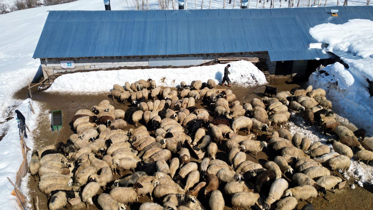 Foto - İstanbul’u bırakıp köyüne döndü! 100 koyunla başladı, 680’e ulaştı