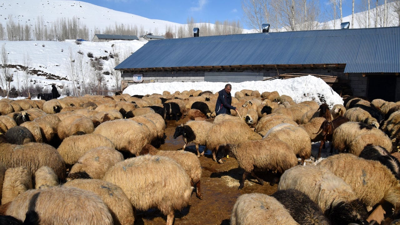 Foto - İstanbul’u bırakıp köyüne döndü! 100 koyunla başladı, 680’e ulaştı