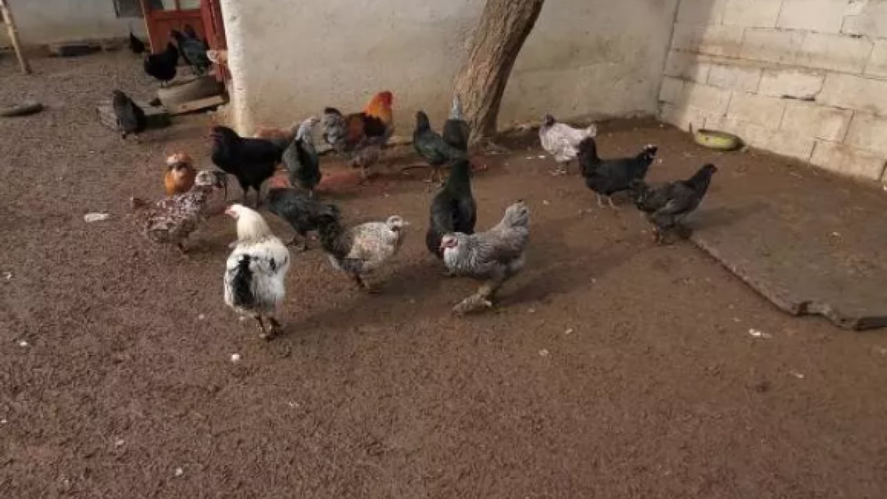 Foto - Verdiği karar hayatını değiştirdi:Şimdi paraya para demiyor!