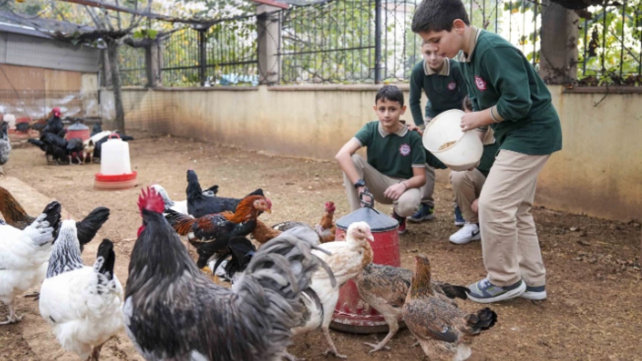 Foto - İstanbul’un göbeğinde şaşırtan manzara! Okul bahçesi çiftliğe döndü