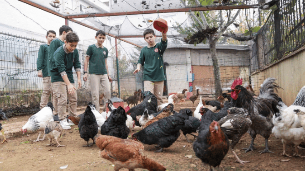 Foto - İstanbul’un göbeğinde şaşırtan manzara! Okul bahçesi çiftliğe döndü