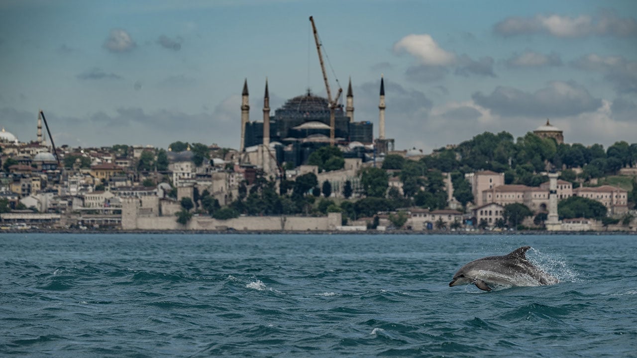 Foto - İstanbul'un güzelliğine güzellik kattılar! Bilim insanları yunusları kimliklendirmeye başladı