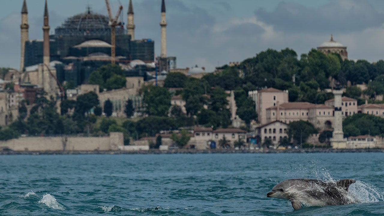 Foto - İstanbul'un güzelliğine güzellik kattılar! Bilim insanları yunusları kimliklendirmeye başladı