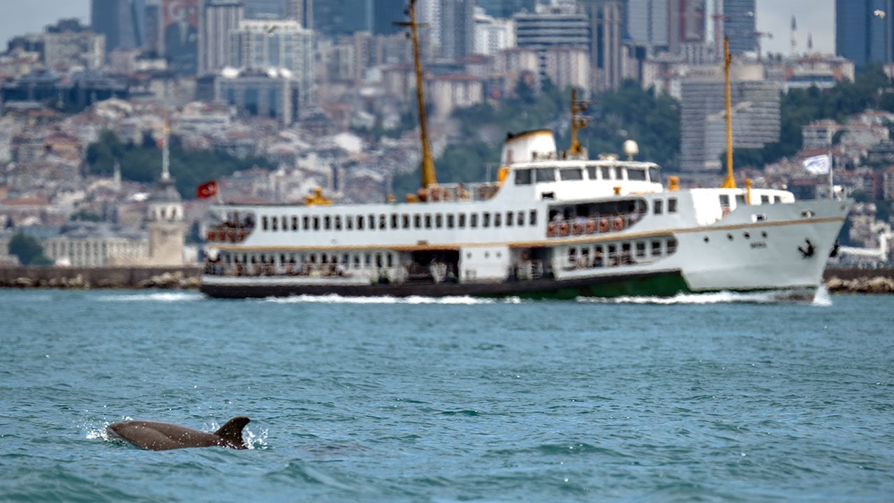 Foto - İstanbul'un güzelliğine güzellik kattılar! Bilim insanları yunusları kimliklendirmeye başladı