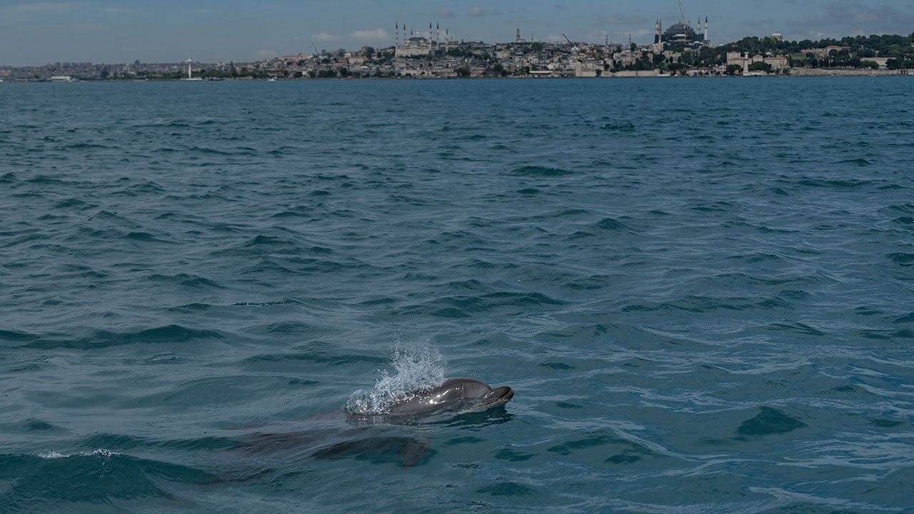 Foto - İstanbul'un güzelliğine güzellik kattılar! Bilim insanları yunusları kimliklendirmeye başladı