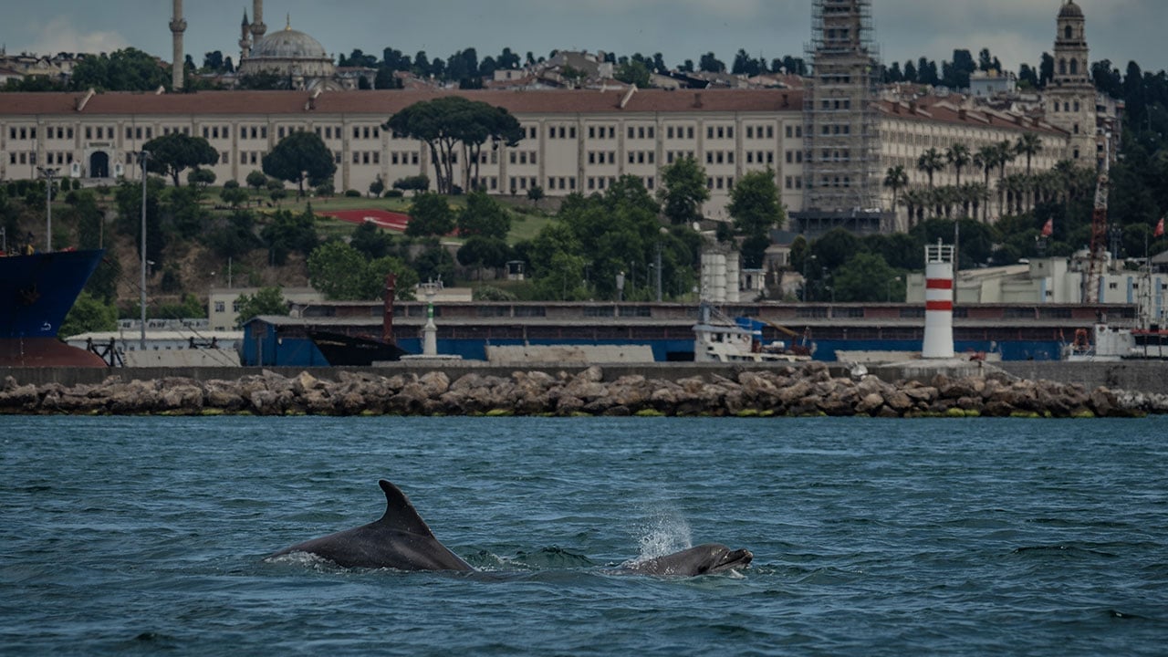 Foto - İstanbul'un güzelliğine güzellik kattılar! Bilim insanları yunusları kimliklendirmeye başladı