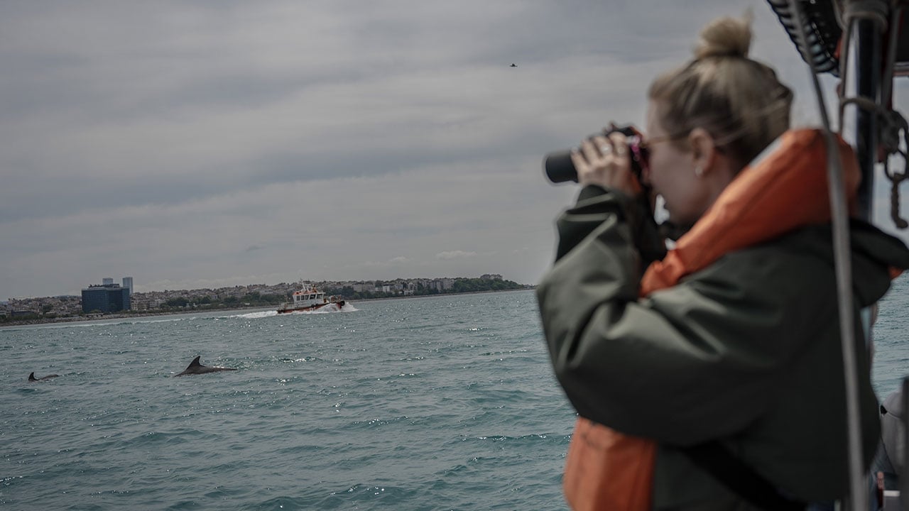 Foto - İstanbul'un güzelliğine güzellik kattılar! Bilim insanları yunusları kimliklendirmeye başladı