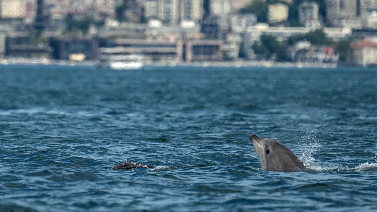 Foto - İstanbul'un güzelliğine güzellik kattılar! Bilim insanları yunusları kimliklendirmeye başladı