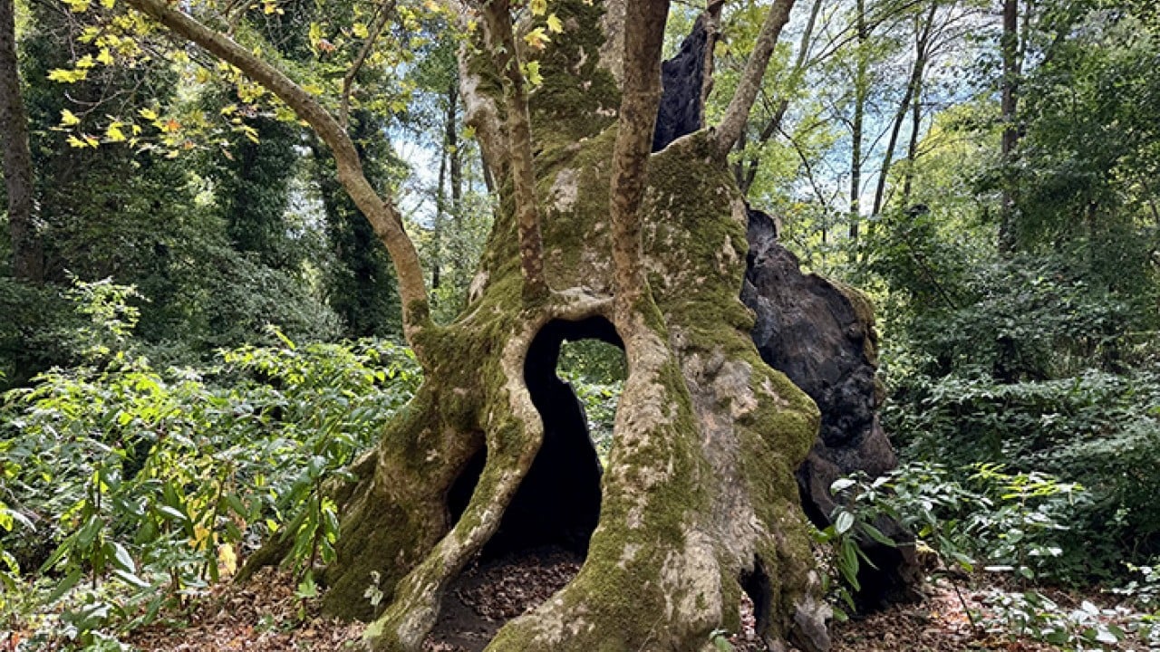 Foto - İstanbul’un hafızası anıt ağaçlarda gizli