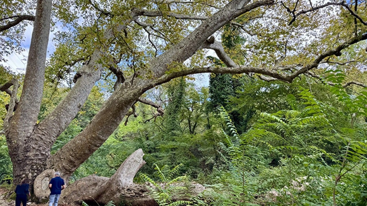 Foto - İstanbul’un hafızası anıt ağaçlarda gizli