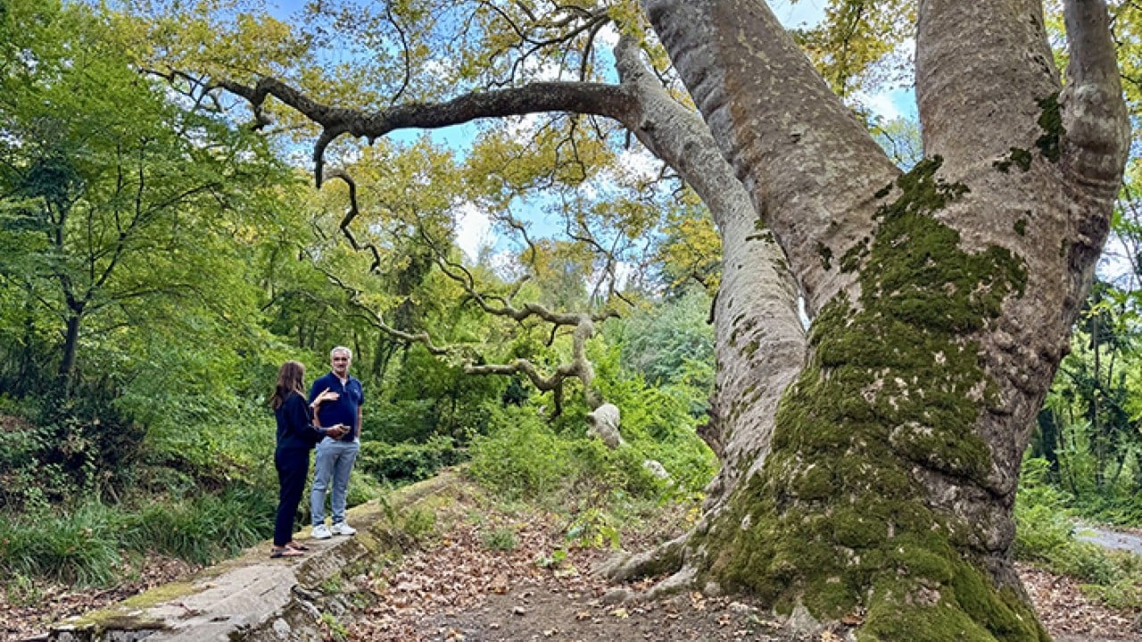 Foto - İstanbul’un hafızası anıt ağaçlarda gizli