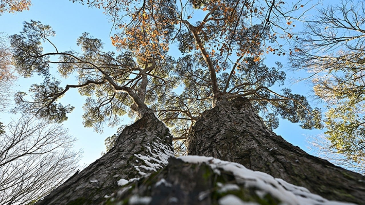 Foto - İstanbul’un hafızası anıt ağaçlarda gizli