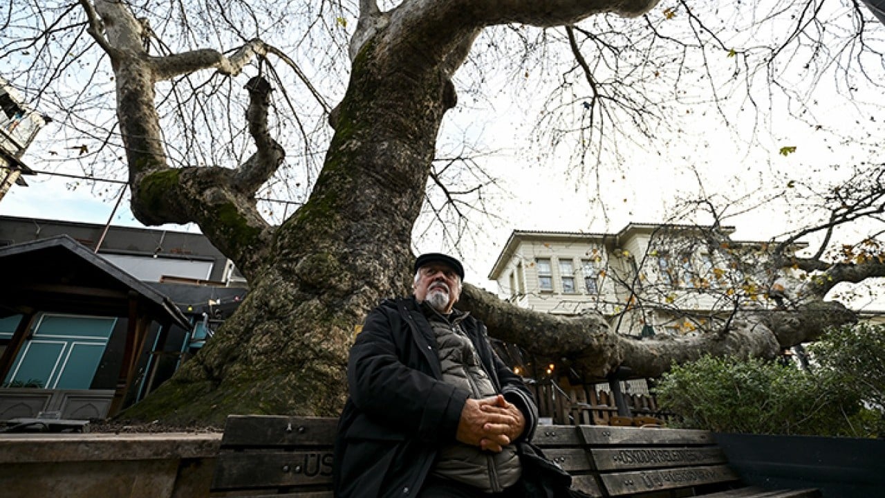 Foto - İstanbul’un hafızası anıt ağaçlarda gizli