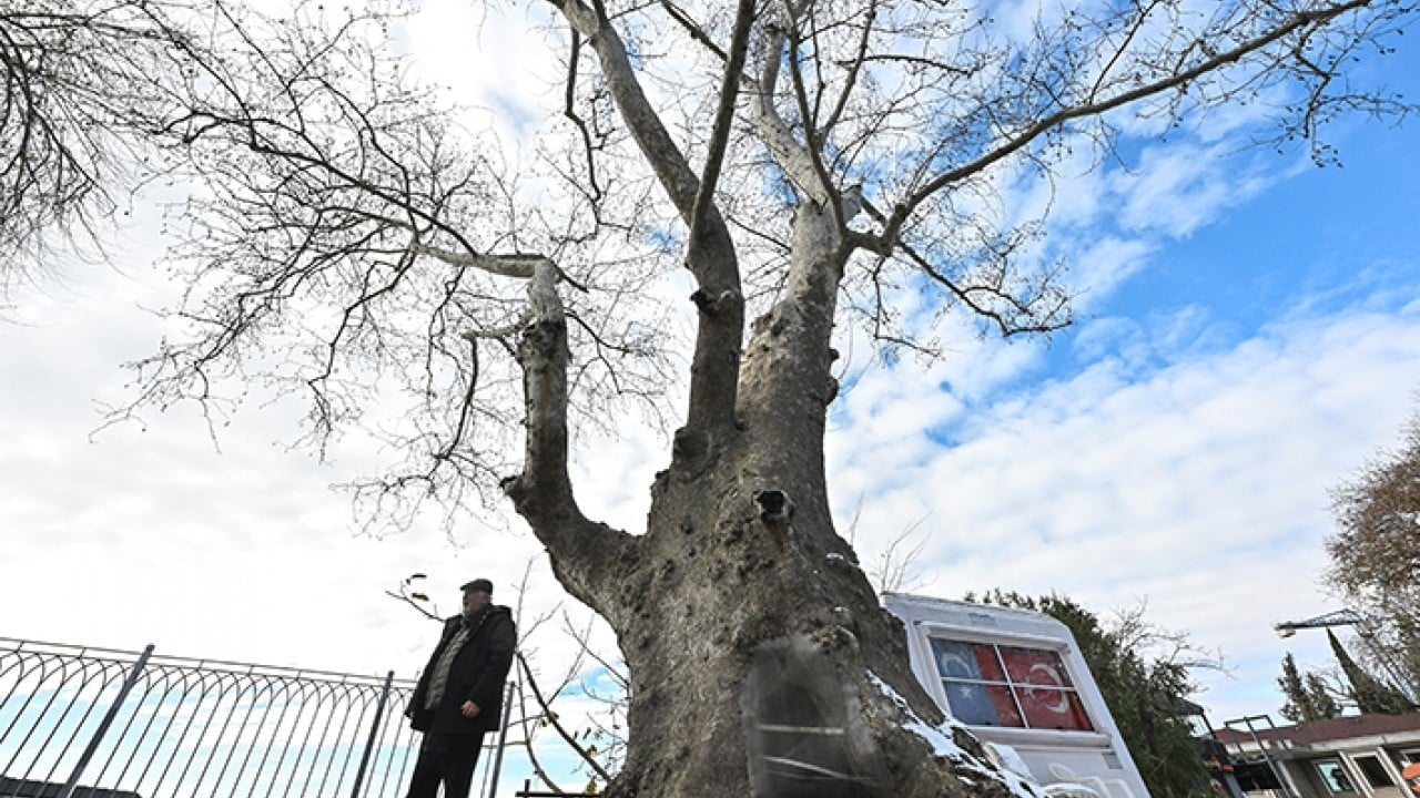 Foto - İstanbul’un hafızası anıt ağaçlarda gizli