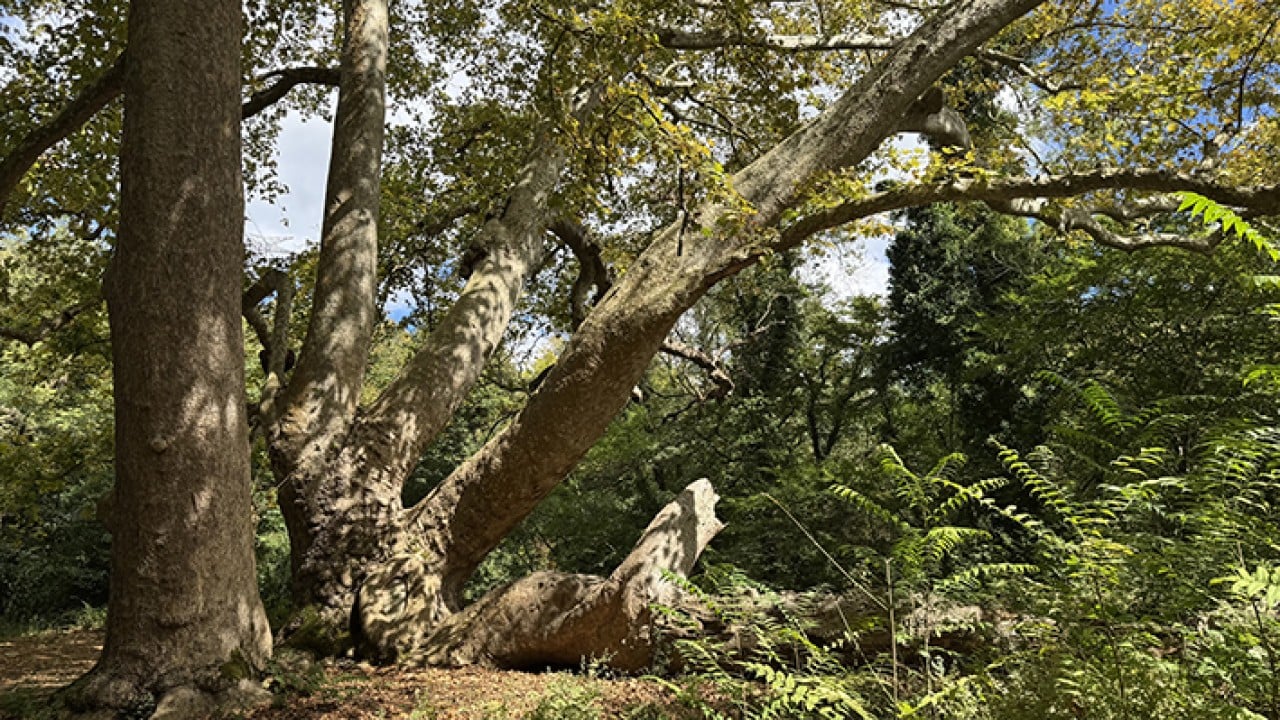 İstanbul’un hafızası anıt ağaçlarda gizli