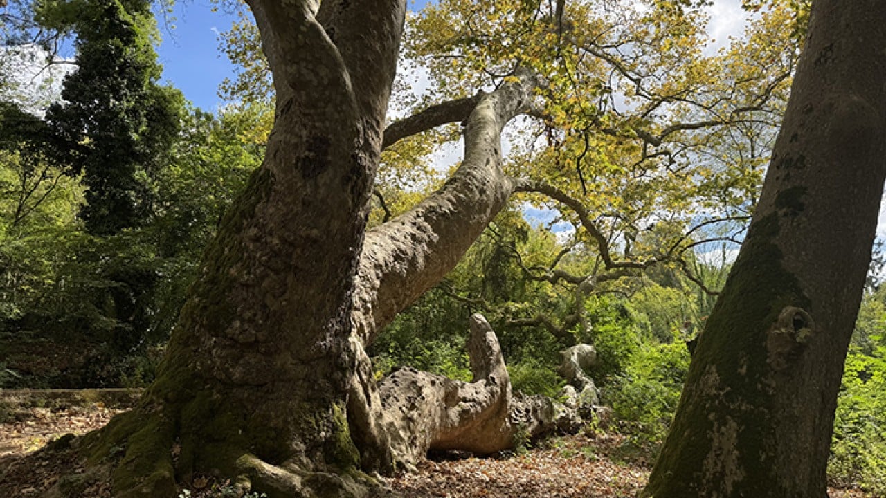 Foto - İstanbul’un hafızası anıt ağaçlarda gizli